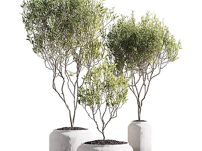 盆栽 松树 芦苇 绿萝 吊钟 天堂鸟