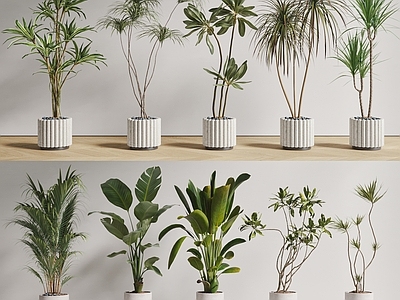 盆栽 现代盆栽植物 落地绿植 橡胶树 铁树 龙须树