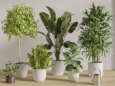 盆栽 盆栽植物 落地植物 绿植组合 香蕉树