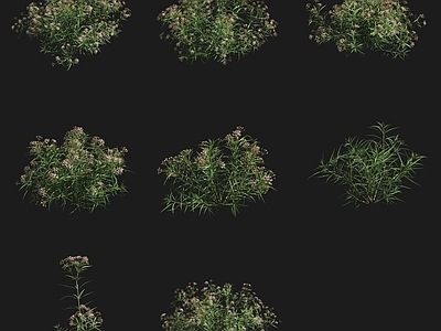 灌木 簇花马利筋灌木花