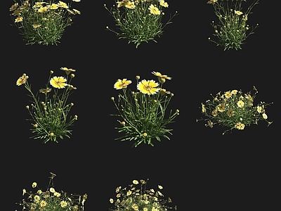 灌木 莱雅菊灌木花草草