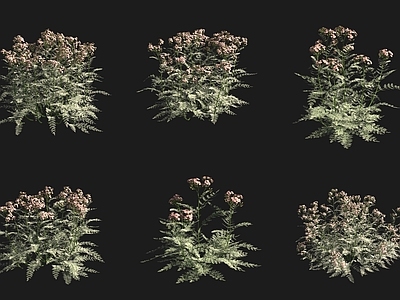灌木 千叶蓍欧蓍花草草