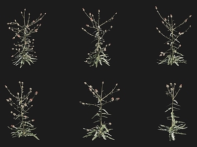 灌木 西方蓟花草草场植
