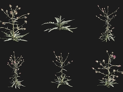 灌木 西方蓟花草草场植