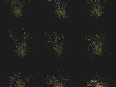 灌木 紫三芒草紫芒红芒