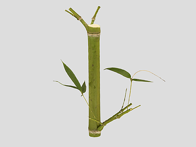 竹子 竹子 竹叶