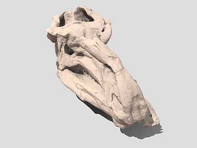 其他动物 禽龙头骨 伯尼斯萨尔禽龙 恐龙头骨 动物颅骨