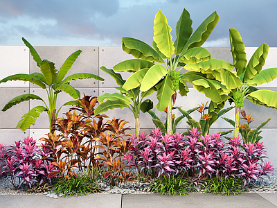 现代灌木 现代植物 变叶木 朱蕉 芭蕉 景观灌木