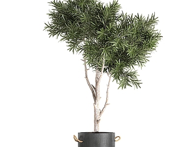 盆栽 迎客松 松树 仙人掌 罗汉松 绿萝