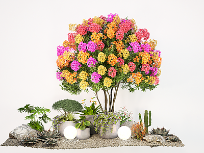 植物组合 现代植物盆栽 景观造型树 多色三角梅 花镜绿植堆