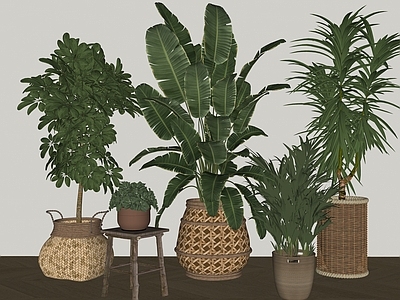 盆栽 植物组合 盆栽组