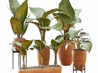 现代佛龛 现代植物花卉盆栽