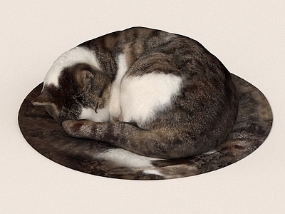 家禽类动物 猫