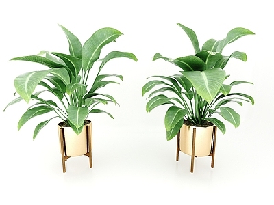 现代佛龛 植物绿植