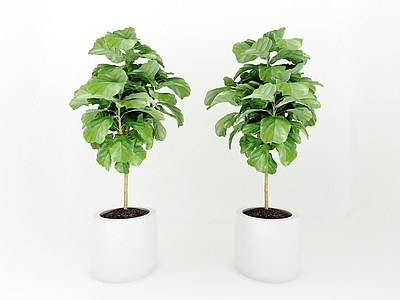 现代佛龛 植物绿植