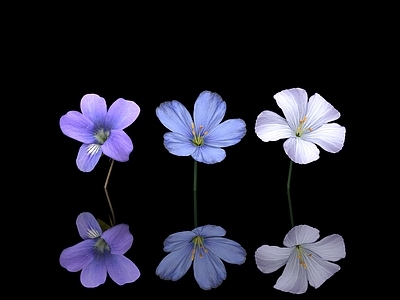 现代美陈 紫色花 蓝色花 蓝紫色花 海棠花