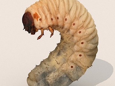 其他动物 昆虫 虫子 竹虫