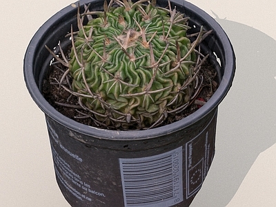 花草组合 仙人球 草 盆栽