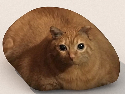 其他动物 宠物猫