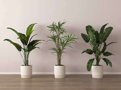 盆栽 绿植盆景 家居植物盆栽