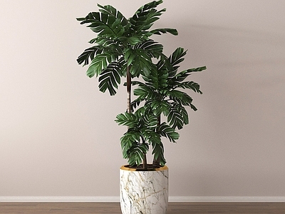 盆栽 绿植盆景 家居植物盆栽