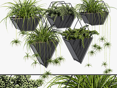 盆栽 盆栽绿植 吊篮绿植 吊篮 庭院围墙绿植 庭院装饰绿植