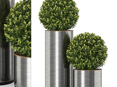 盆栽 植物盆栽 球形植物 植物墙 绿植球盆栽