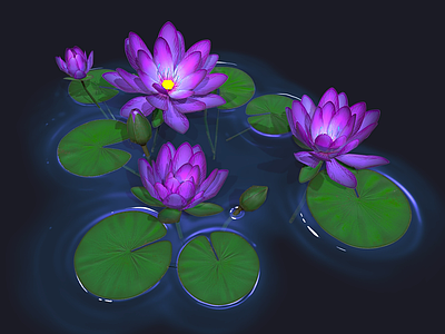 花 睡莲 荷花 荷叶 荷花莲 水植物