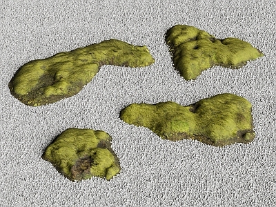 植物组合 微景观苔藓植物堆 植物堆 苔藓