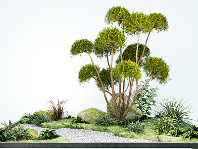 乔木 园林景观植物 多头造型树 庭院树 石头小品