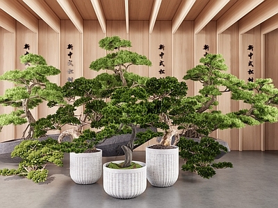 盆栽 新中式盆景松树 盆栽罗汉松组合 盆景罗汉松 盆栽绿植盆景 室内盆栽松树摆件