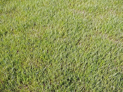 草