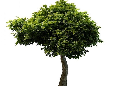 现代景观树