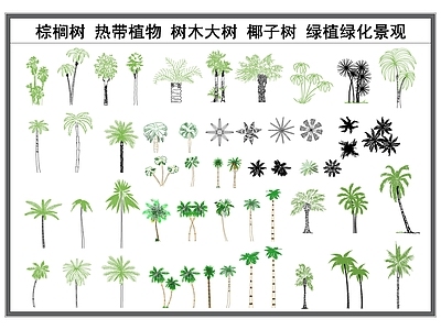 现代综合植物图库 棕榈树 树木大树 热带植物 绿植绿化 景观植物 施工图