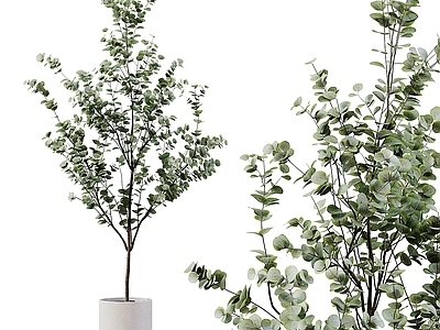 盆栽 绿萝 芦苇 天堂鸟 吊钟