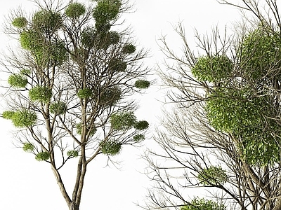 景观树 庭院树 景观树 风景树 造型树 室内造景树