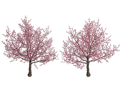 其他树木 梅花 樱花 植物 粉红树