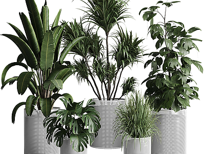 盆栽 芦苇 绿萝 吊钟 天堂鸟