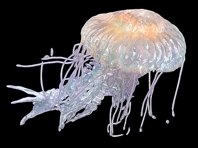 水生类动物 水母 海月水母 月亮水母 幽灵鱼