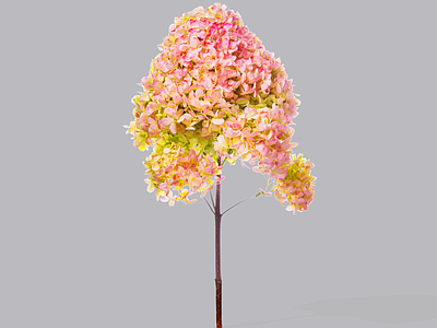 灌木 2D绣球花 宝塔绣球花 绣球花植物 草莓宝塔绣球