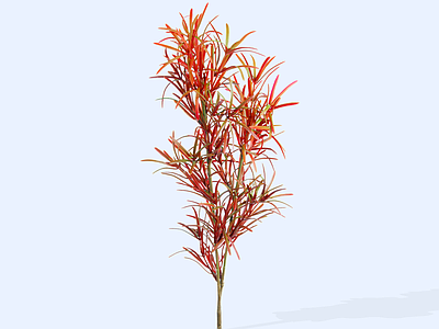 灌木 2D五彩千年木 千年木