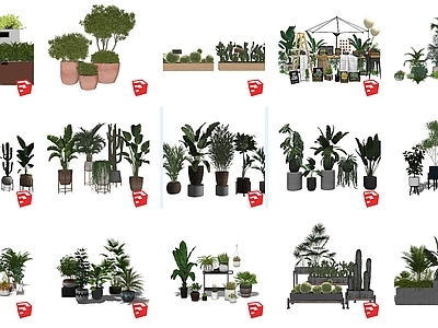 植物组合 盆栽组合 树池植物组合 网红绿植