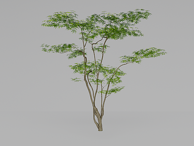 景观树 植物 树