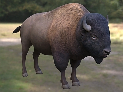 爬行类动物 野牛 动物 生物