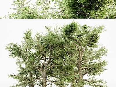 乔木 美国梧桐树