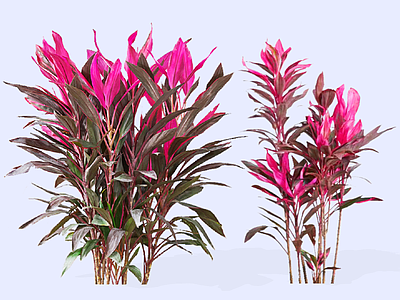 灌木 2D朱蕉 红铁树 朱竹 红叶铁树 绿篱花箱灌木