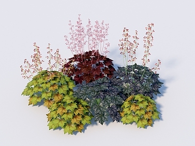 花草 矾根 玉簪 花境 彩叶草 花坛花草