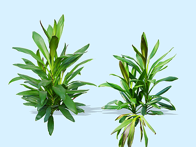 灌木 2D朱蕉 朱竹 绿篱花箱灌木 朱蕉组合