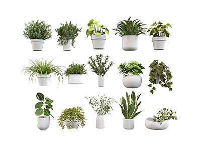 盆栽 绿植盆栽 桌面 盆栽