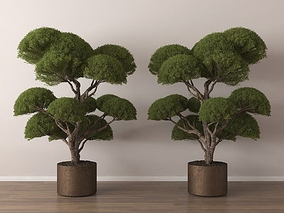 盆栽 绿植盆栽景观树